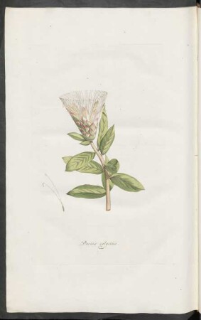 Protea calycina