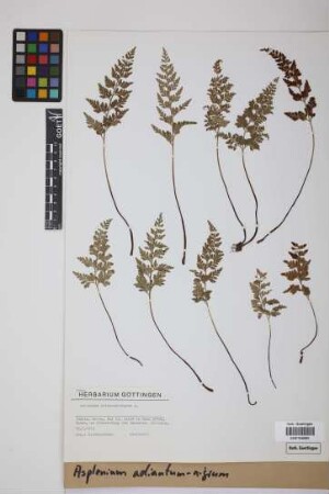Asplenium adiantum-nigrum L.
