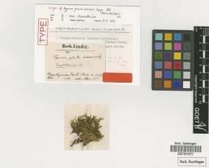 Hypnum pseudolutescens Hampe [isotype]