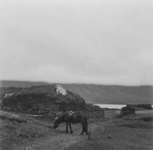 Im Dorf : Islandpony vor Häusern im altisländischen Baustil