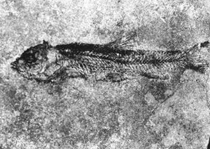 Hasel (Leuciscus brevis). Abdruck auf oberoligzänem Schiefer der Schieferhalde von Seifhennersdorf