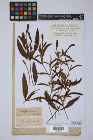 Potamogeton gramineus L.