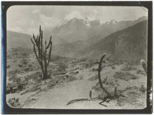 Trockenvegetation bei Kotaña mit dem Illimani im Hintergrund