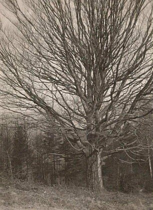 Alte Buche (Fagus) an der Hochbuschkoppe