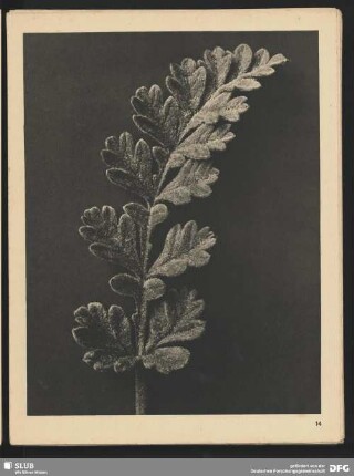 Erodium chrysanthum - Reiherschnabel, Hirtennadel - Junges Blatt (6mal vergrößert)
