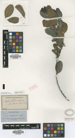 Maytenus loeseneri Urb. [holotype]