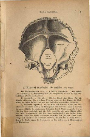Die descriptive und topographische Anatomie des Menschen, 1. I: Knochen, Gelenke, Bänder. II: Muskeln, Fascien, Topographie. III: Sinneswerkzeuge
