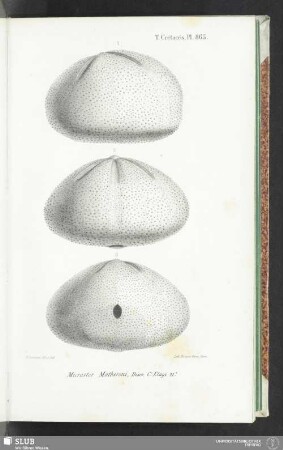 Pl. 865
