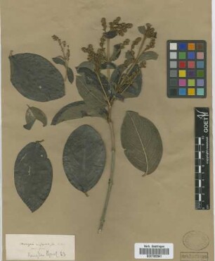 Mascagnia anisopetala (A. Juss.) Griseb.
