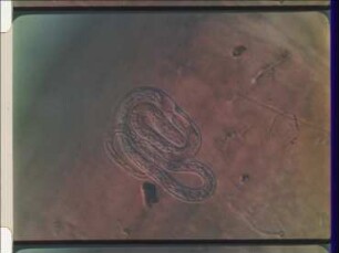 Parasite-Host-Relations between the Nematode Hydromermis contorta and the Midge Chironomus thummi