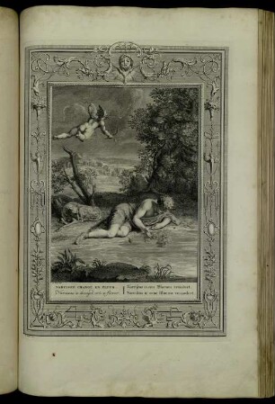 Narcisse Changé En Fleur
