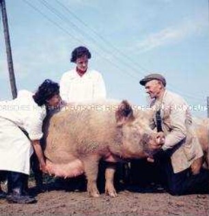 Tierärztin Dr. Krause aus Mestlin und ihre Veterinärhelferin begutachten eine Sau des VEG Tierzucht Herzberg-Woelten