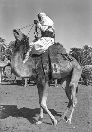 Reitkamel : Ein Mann reitet auf einem Kamel.