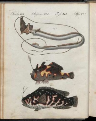 No. 8. Fische XLI. Sonderbare Fische.