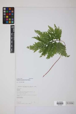 Selaginella haematodes (Kunze) Spring