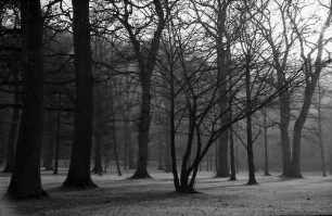Freiburg: Kahler Mösle-Wald