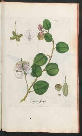 405. Capparis spinosa