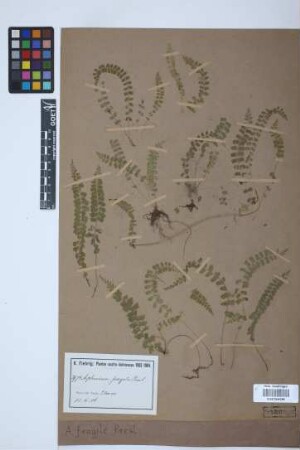 Asplenium fragile C.Presl