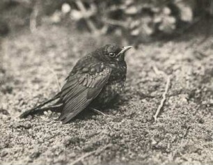 Amsel (Turdus merula L.). Flügger Jungvogel