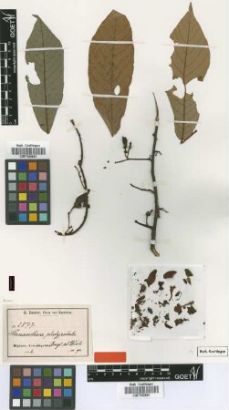 Stenanthera platypetala Engl. & Diels [type]