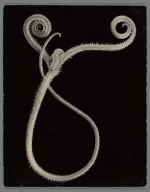 Kürbis, Ranken (Cucurbita maxima)
