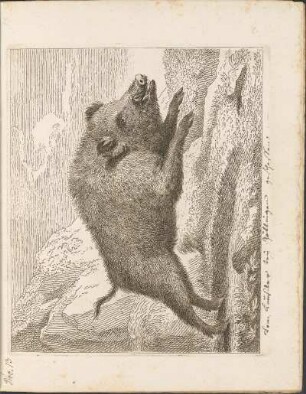 Nro 13: [Wildschwein] [Vom Künstler bey Göttingen]