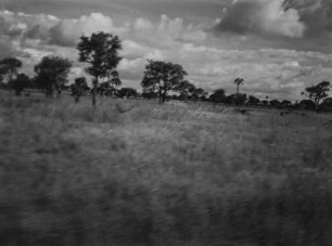 Savanne : Vegetation einer Savannenlandschaft in Tansania