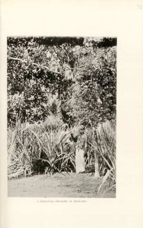 A pineapple orchard at Mintabyi