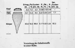 Verteilung der Inhaltsstoffe in einer Rübe