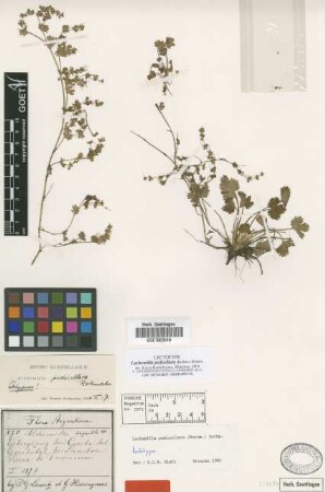 Alchemilla tripartita Ruiz & Pav.