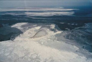 Eisfelder Harlesieler Watt