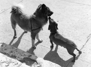 Tiere. Dackel und Spitz