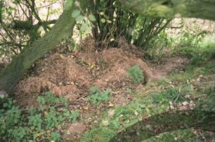 Sühlen: Grabhügel "Grabenberg" [Denkmalbuch Nr. 3]: Detailaufnahme: Störung