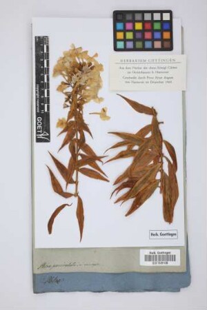 Phlox paniculata a variegata