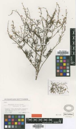 Baccharis effusa Griseb. [holotype]