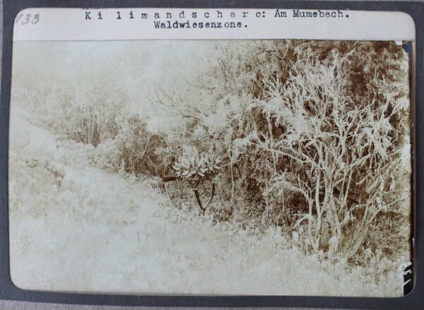 Kilimandjaro : le long du Mumebach. Zone de prairies forestières