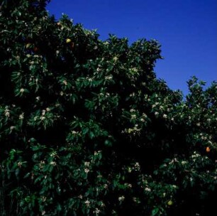 Orangenbäume in Blüte bei Arta
