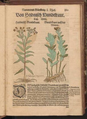 Von Heidnisch Wundtkraut, Cap. CLXIIII