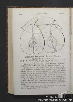 Nr. 92. Januar - März. Dechantsbirn von Alençon, Doyenné d'Alençon. Butterbirn.