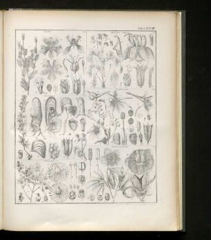 Tab. LXXXVIII
