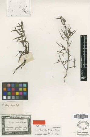 Daviesia horrida Preiss ex Meisn. [Isosyntype]