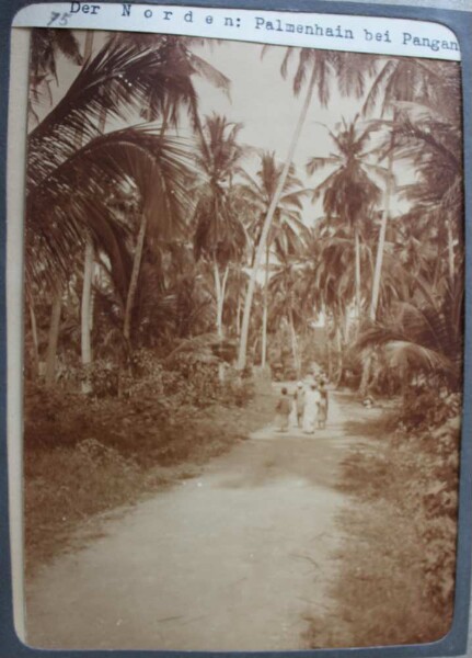 The north: Palm grove near Pangani.