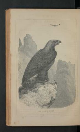 Tafel: The golden eagle.