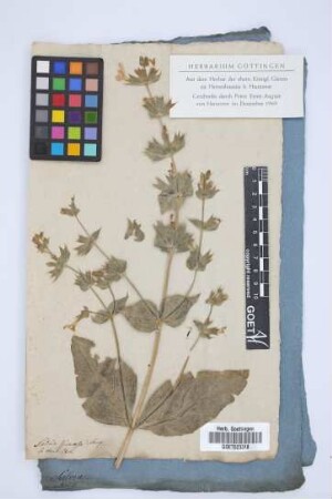 Salvia spinosa Jacq.