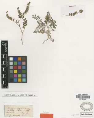 Astragalus tibetanus Benth [isotype]