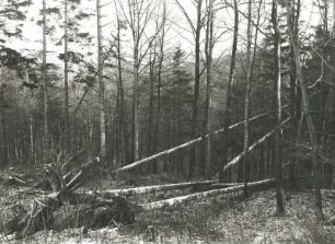 Osterzgebirge. Gestürzte Bäume im Bergland