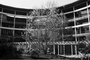 Basel: blühender Baum im Rundhof
