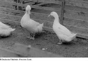 Enten in einem Gehege