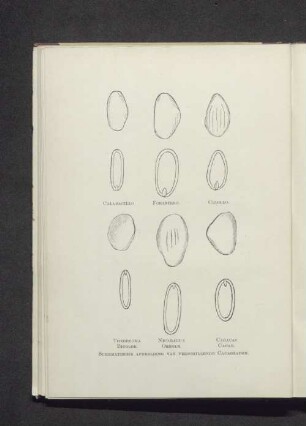 Schematische Afbeelding van verschillende Cacaozaden.