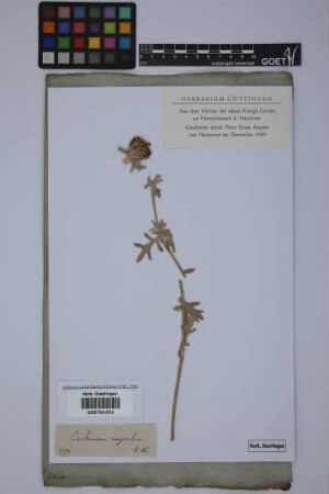 Centaurea argentea L.
